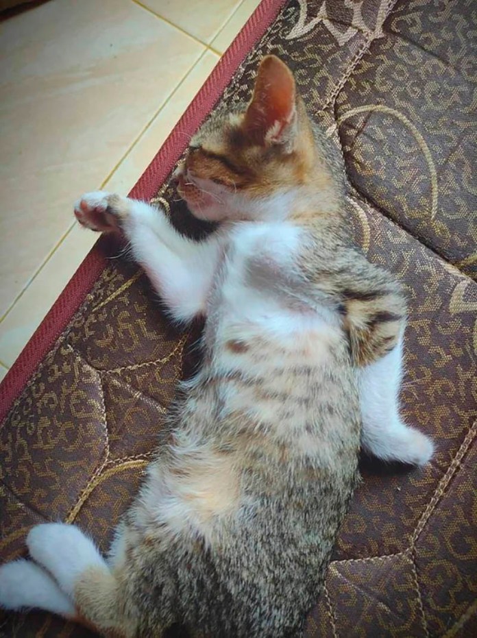 Без кота и жизнь не та