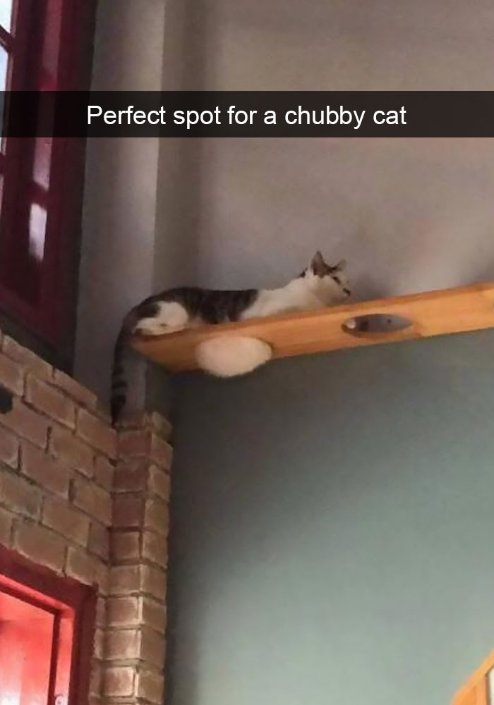 Hilarious-cat-snapchats