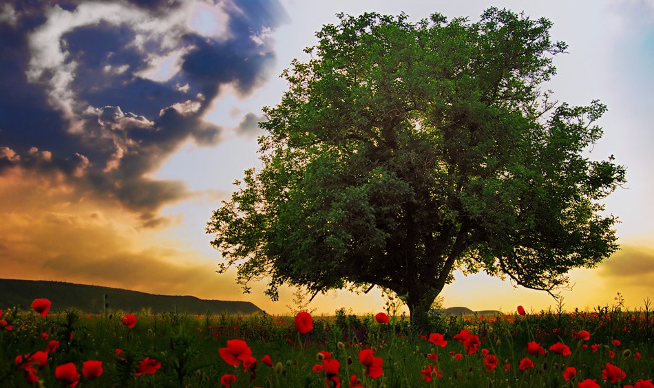 Позитивные животные и красота природы Позитивные животные и красота природы