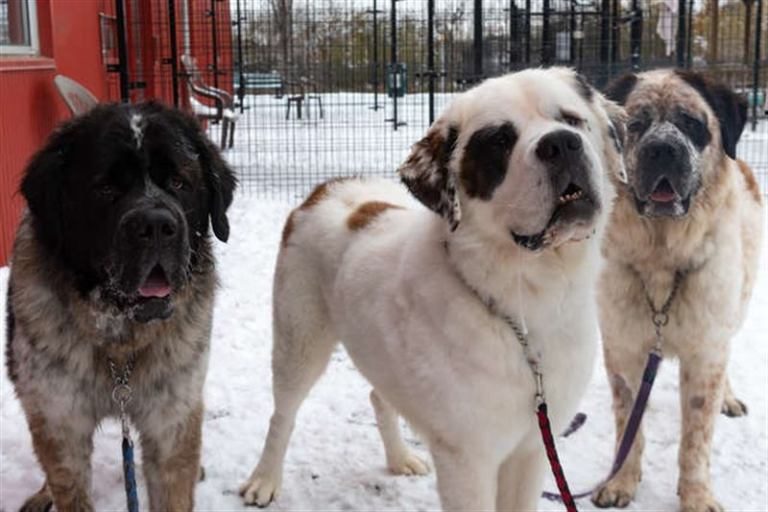 Особенный хозяин для трёх сенбернаров Особенный хозяин для трёх сенбернаров