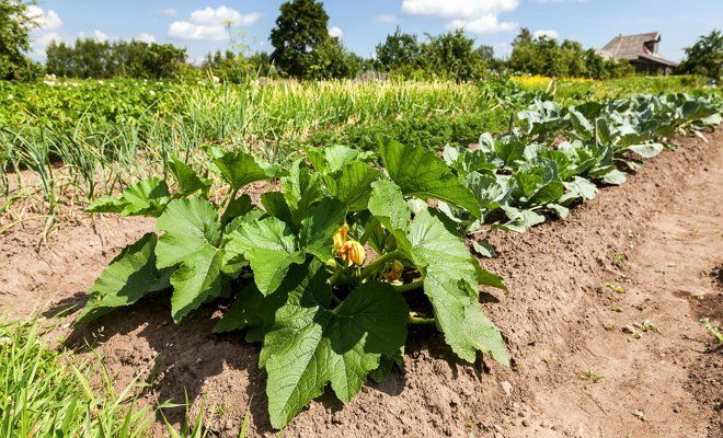 Выращивание овощей по Джону Джевонсу – небывалый урожай при минимальном уходе