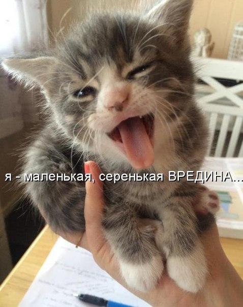 Море позитива от братьев наших меньших Море позитива от братьев наших меньших