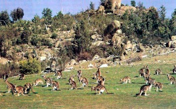 Стадо восточных серых кенгуру пасется около выхода на поверхность горных пород.