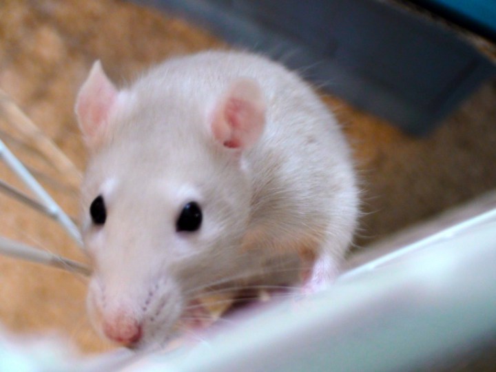 необычная дружба кота и крысы