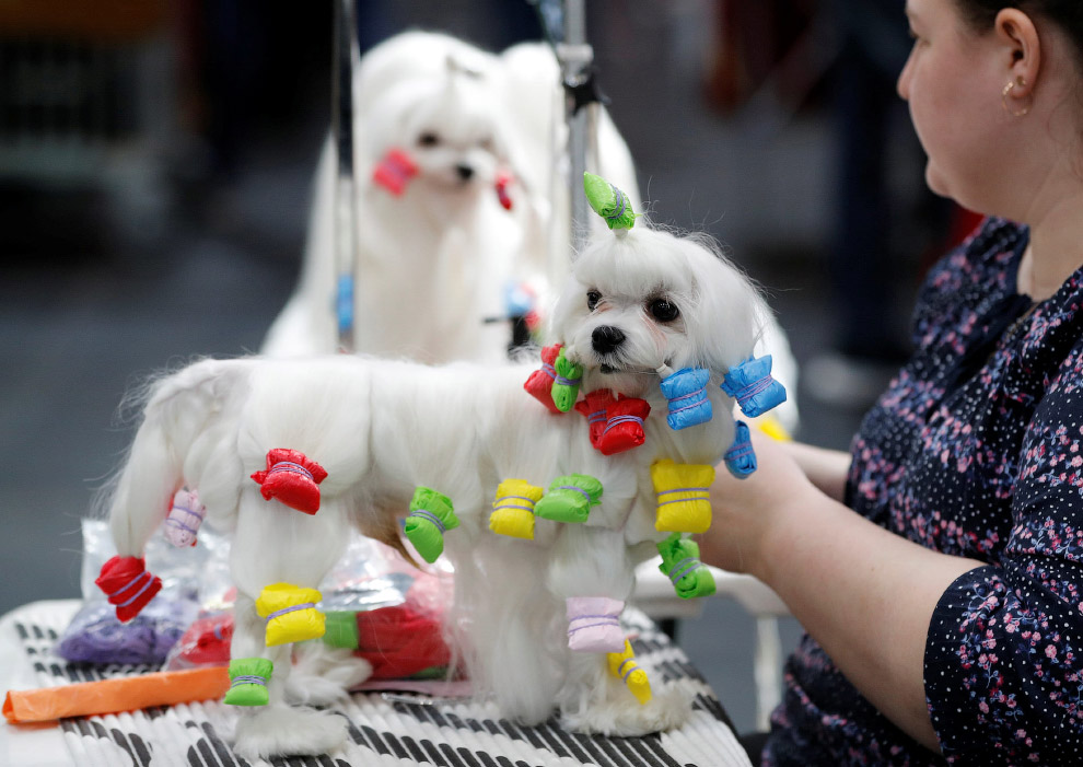 Crufts Dog Show 2018: как прошла крупнейшая в Европе выставка собак