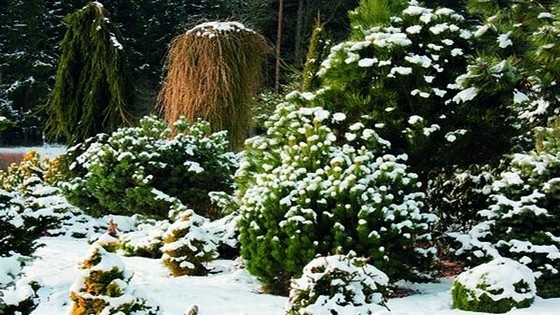 Вечнозеленые растения в саду зимой