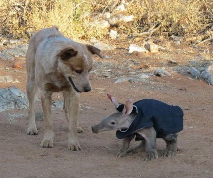 spasenie-detenysha-muraveda-6