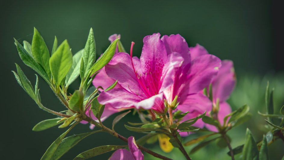 Эти 6 растений ни в коем случае нельзя держать дома владельцам кошек комнатные растения,цветоводство