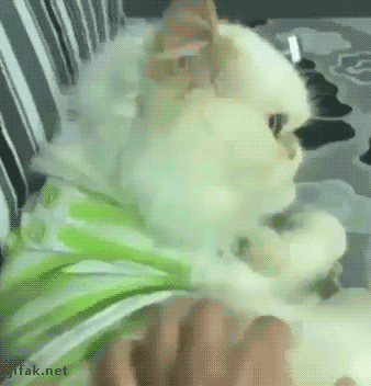 Жизненные гифки из сети 