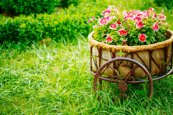 15 цветочных "спецэффектов", которые изменят ваш сад ландшафтный дизайн,цветы