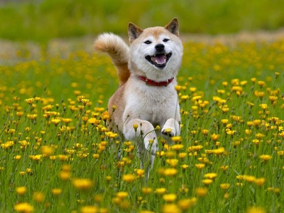 Лучшие собаки для интровертов Лучшие собаки для интровертов