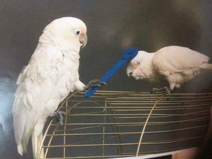 Забавные картинки и смешные фото приколы из сети с надписями Забавные картинки и смешные фото приколы из сети с надписями красивые фотографии,приколы,прикольные картинки,угарные фотки,фото приколы,шикарные фотографии,юмор