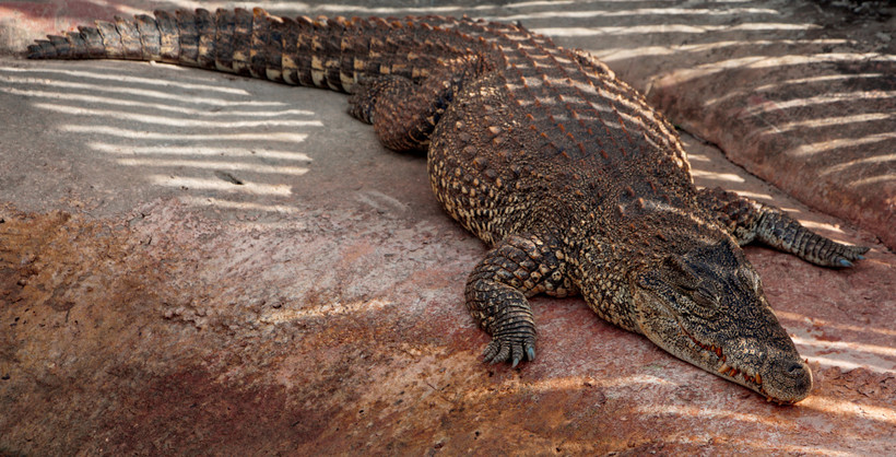 Почему вымирают крокодилы. Аллигатор северной америки. Гребнистый крокодил в австралии. Почему вымирают крокодилы. Крокодилы в австралии.