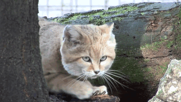 животные, коты, милота