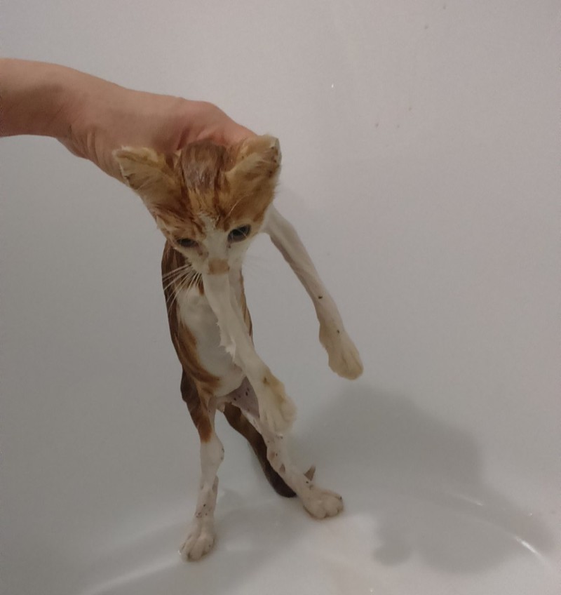 Люди шли и кривились, переступая грязное маленькое тельце добрые люди, животные, истории, кошки, подобрыш