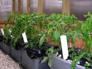 Томат Крайний север • характеристика и описание