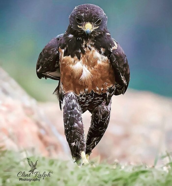 Комичные фото дикой природы, где всё решило одно удачное мгновение когда, Автор, Симоны, УилсонаФотография, НиссенбаумаФотография, Марка, ДоудсаФотография, Майкла, АрнольдаФотография, Кента, ХайнрихФотография, ПескантиниФотография, ТримомаФотография, Энрико, КэткартаФотография, Джорджа, РальфаФотография, Клинта, ФостерФотография, Лавек