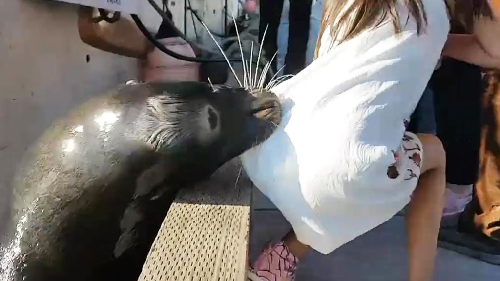 http://img2.ntv.ru/home/news/20170521/sealion_vs.jpg