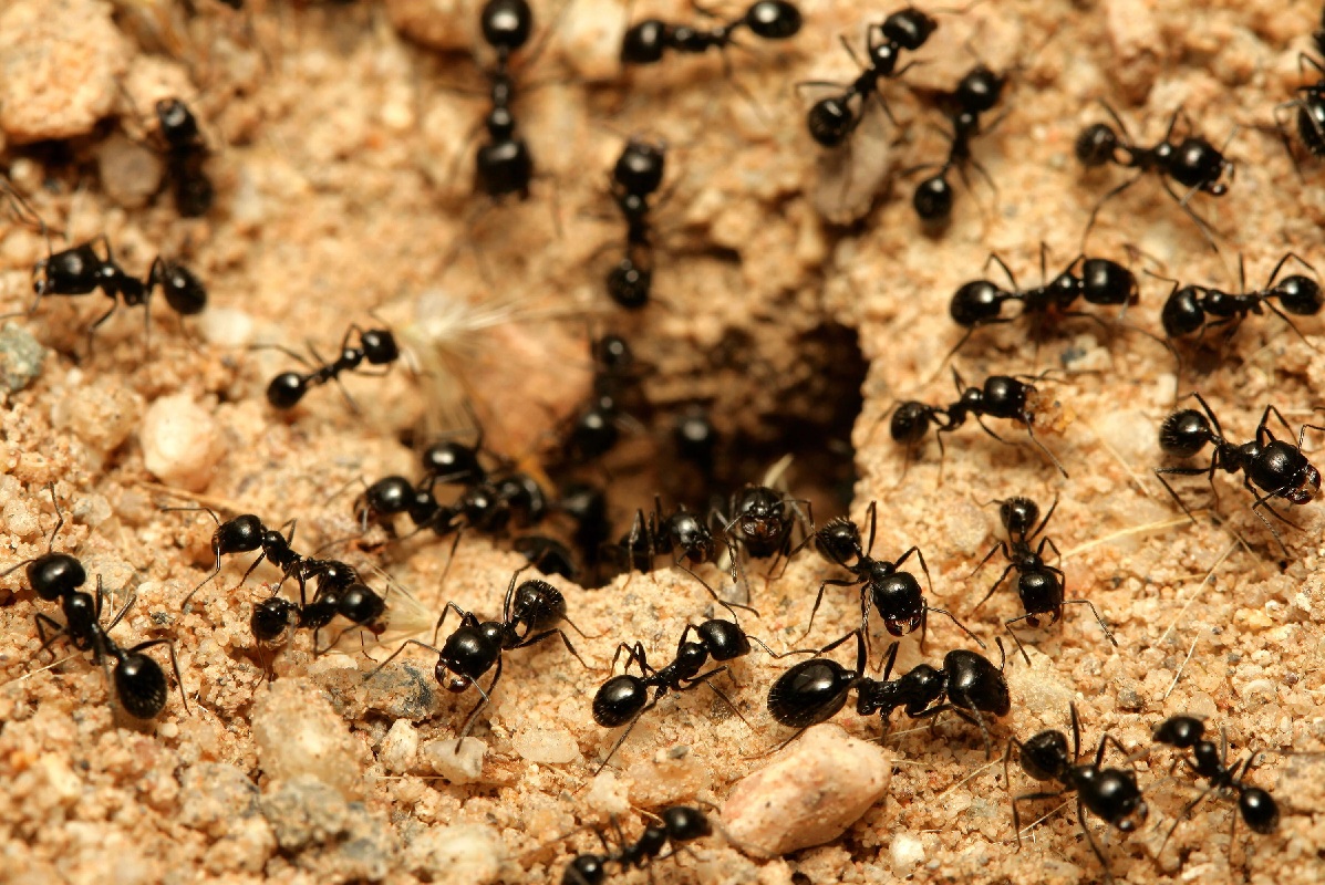 Ученые выяснили, что муравьи, как и люди, проводят «хирургические операции»