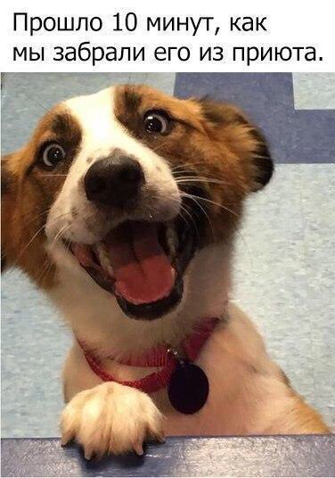 Забавные картинки с надписями со смыслом ( Забавные картинки с надписями со смыслом (