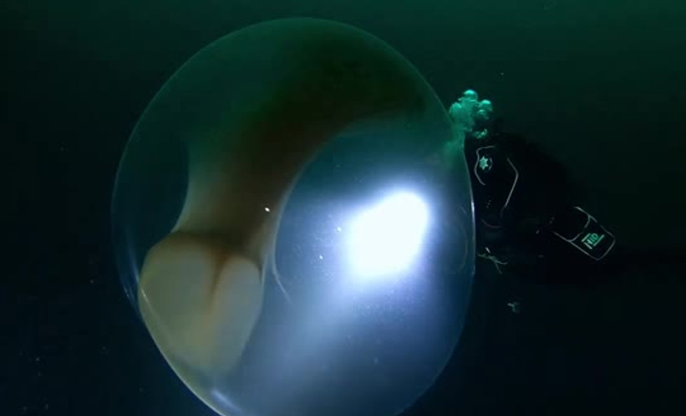 Дайверы исследовали глубины и случайно наткнулись на живой прозрачный шар. Диаметр организма более 2 метров