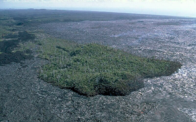 Оазис, окруженный лавой вулкана Килауэа. Фото: wikipedia.org