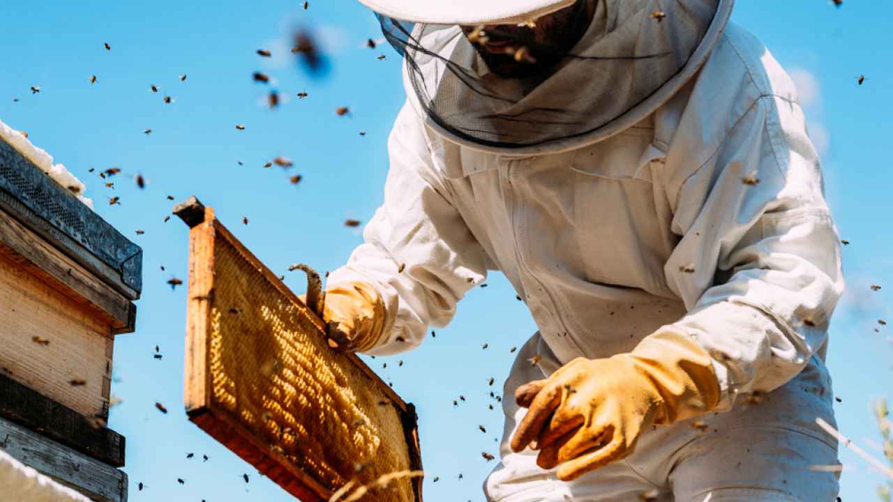 Россиянин отправит улей с пчёлами в космос, чтобы потом колонизировать Марс
