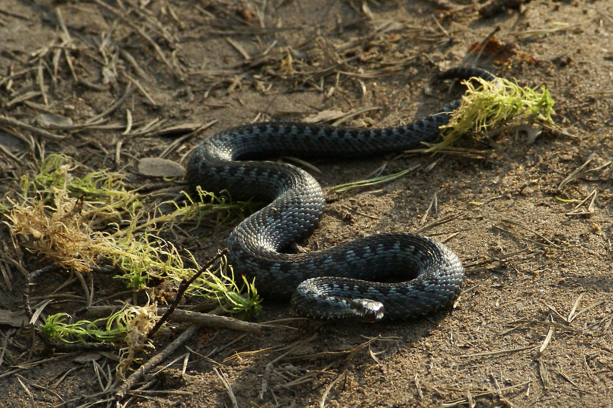 Во Владимирской области из спячки вылезли ядовитые змеи