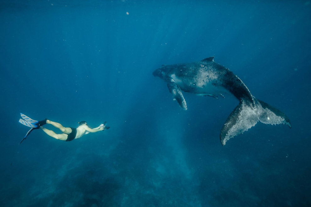 Рай на Земле с горбатыми китами