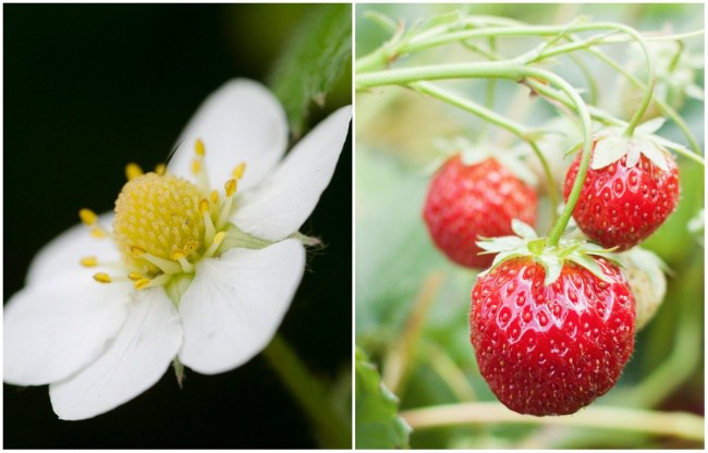 фрукты и овощи до того как созреют