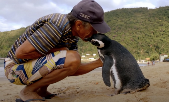 Рыбак нашел на берегу пингвина, выходил его и отпустил. Через год пингвин вернулся, проплыв 8000 километров