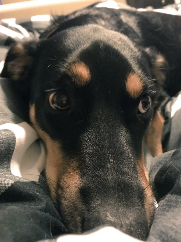 dog-fakes-sick2