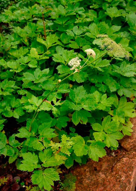 Лекарственное растение Горичник - царский корень (Imperatoria ostruthium)