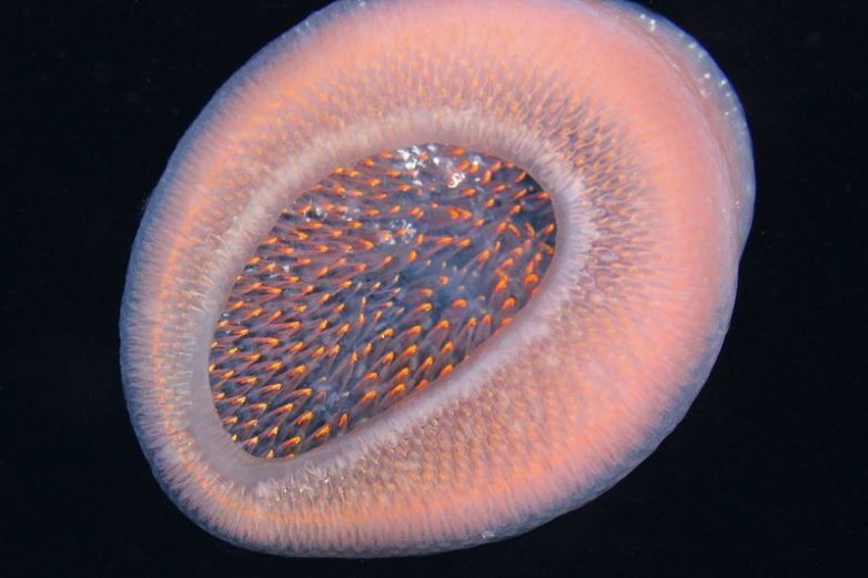 Пиросомы – самые редкие существа на Земле. Удивительное зрелище!