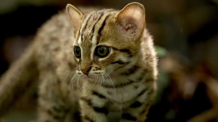 Самая крошечная дикая кошка в мире животные,кошки,природа
