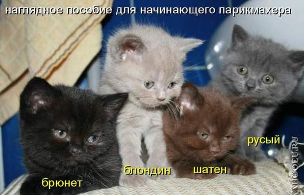 Море позитива от братьев наших меньших Море позитива от братьев наших меньших
