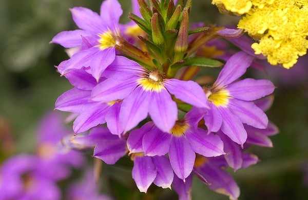 Странный однолетник с цветком-веером: удивляет и украшает сад с мая по сентябрь
