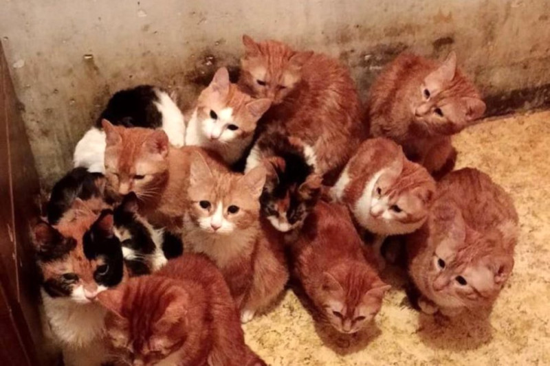 В Москве суд выселил из квартиры 30 кошек: реакция соседей и юристов