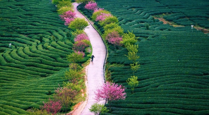Отцветающие вишни и чайные плантации в провинции Фуцзянь.
