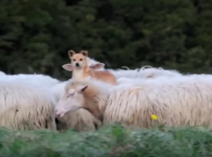 sheepdog2