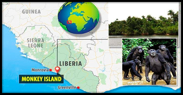 Тайный “Остров Обезьян” в Либерии, к которому боятся приближаться люди мир,туризм