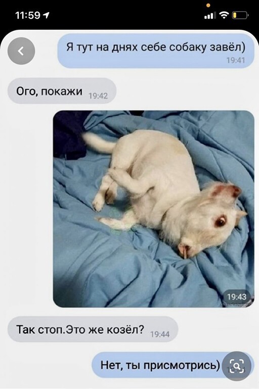 Собаку завел)