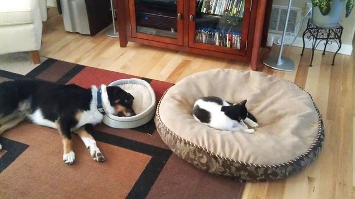 Have The Huge Bed While The Dog Has The Small Bed!