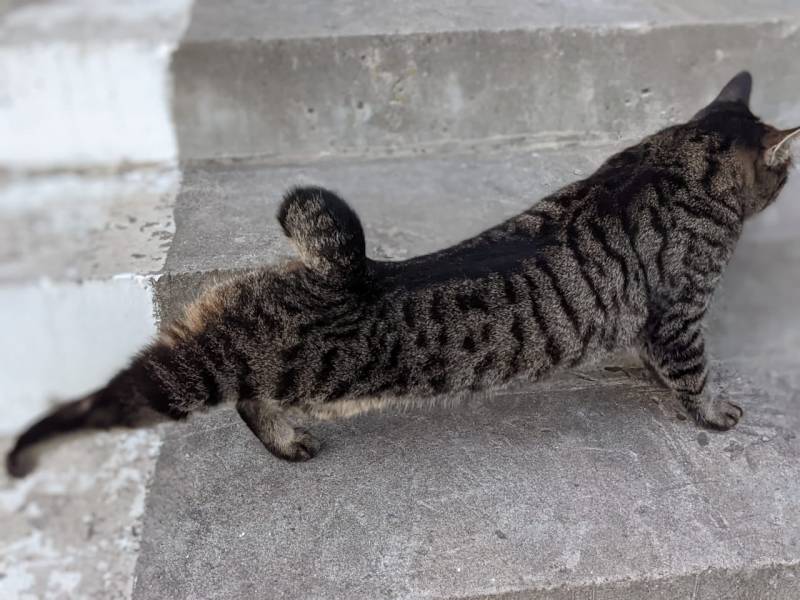 Курилы. Взгляд со стороны Курилы. Взгляд со стороны россия