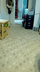 Забавные и веселые гифки субботы 