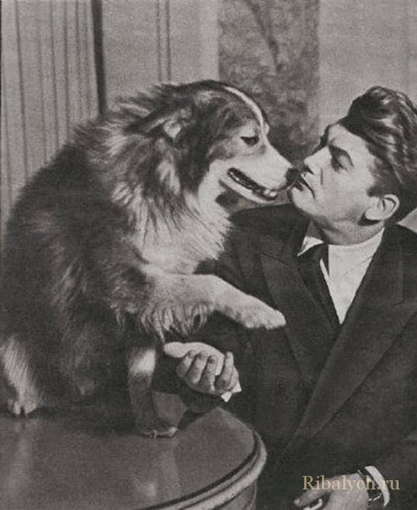 Его любили женщины, а он любил собак  дружба, собака, Жан Маре