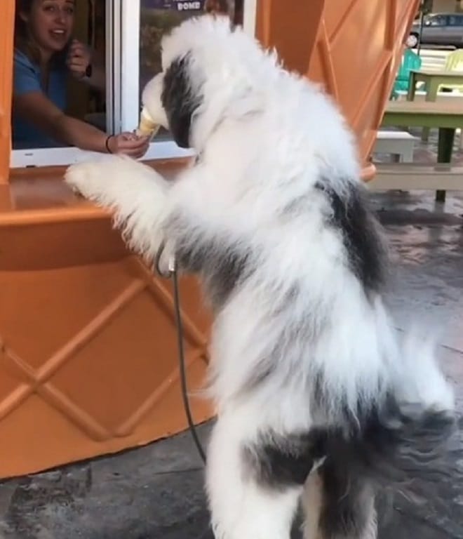 Собака возле киоска 