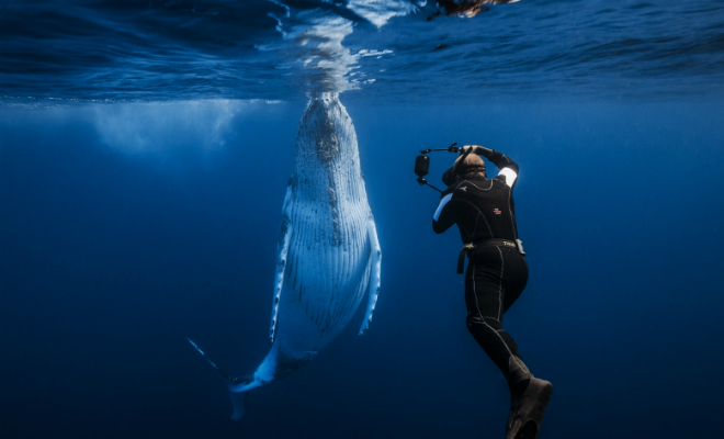 10 самых красивых фото, снятых под водой в этом году