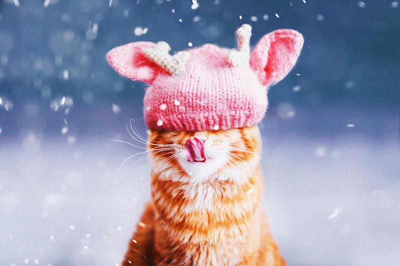 ginger-cat-photography-kotleta-cutlet-kristina-makeeva-hobopeeba-10