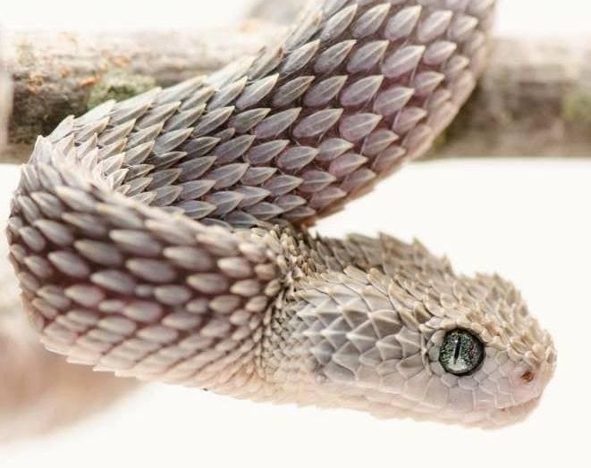 18 странных живых существ, любоваться которыми интересно, но немного страшно животные